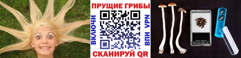 Купить закладки Славск Галлюциногенные грибы прущие грибы